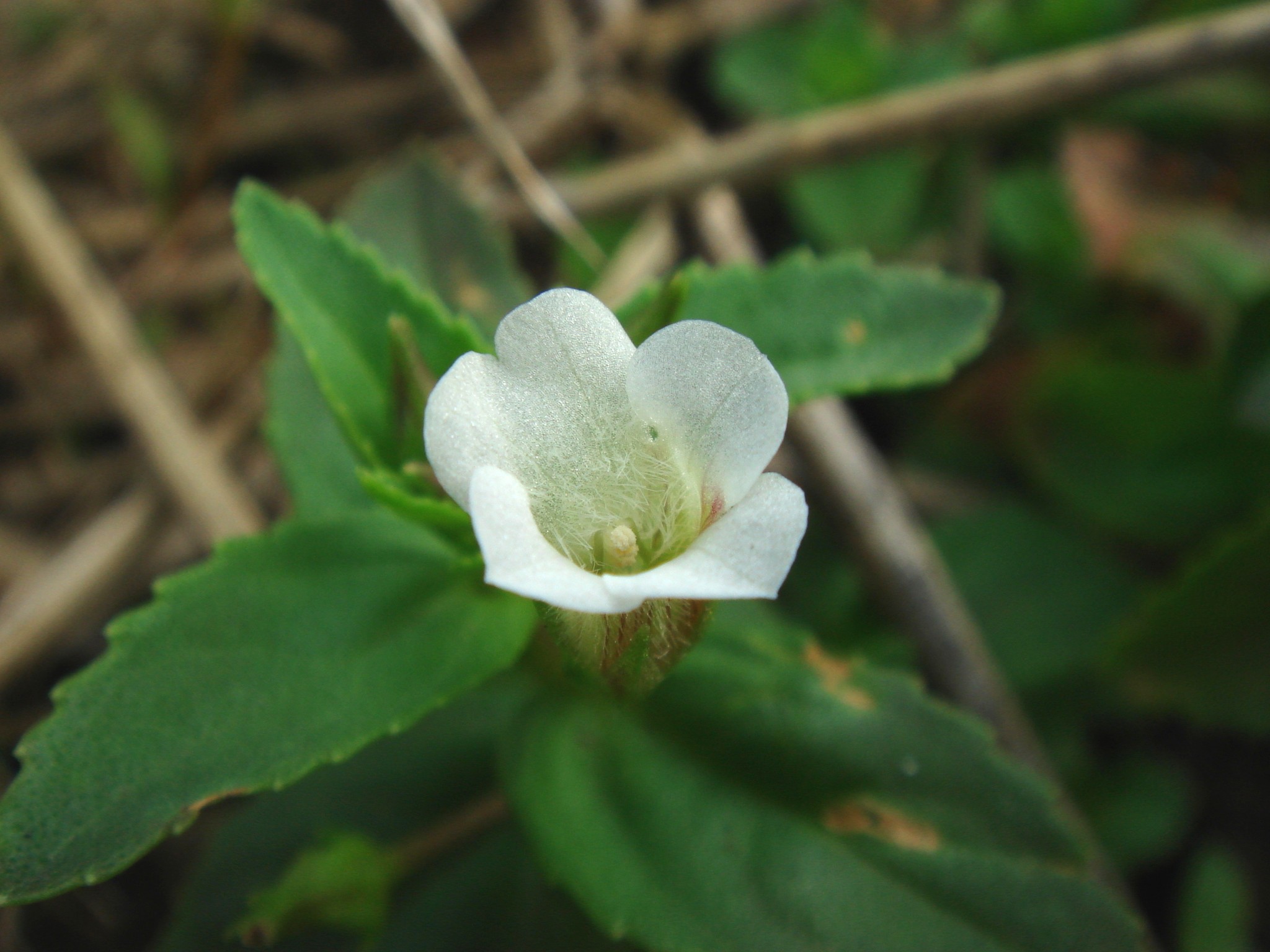 Limnophila aromatica (Lamarck) Merrill